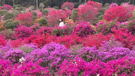 深圳的有哪些公園，它們的樹木是否會唱歌？